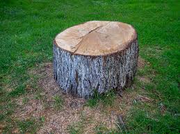 How Our Tree Care Process Works  in  Sumter, SC